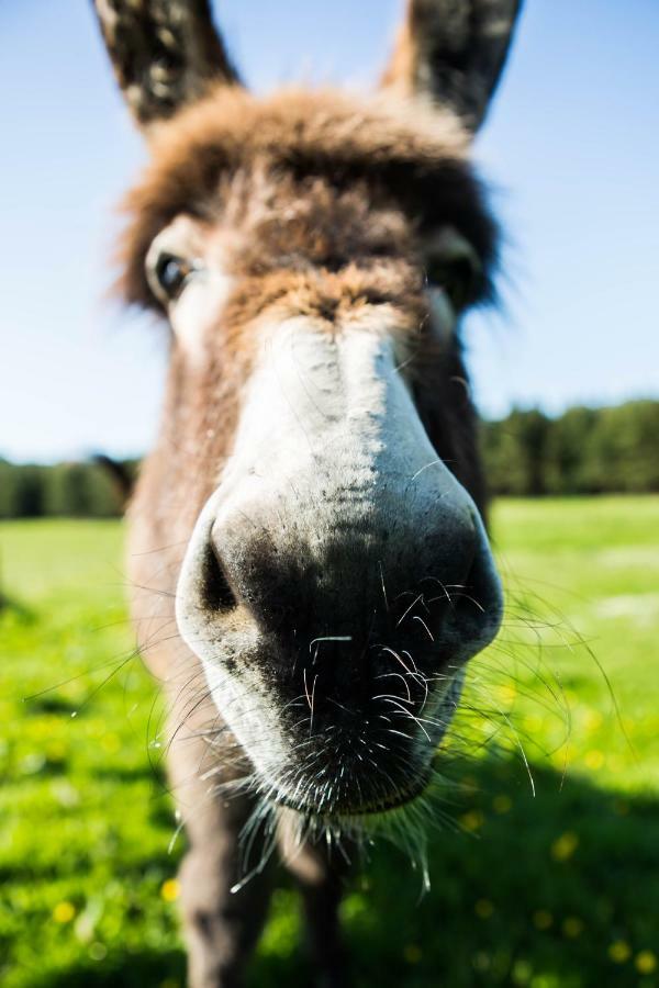 Clissmann Horse Caravans Glamping Rathdrum Luaran gambar
