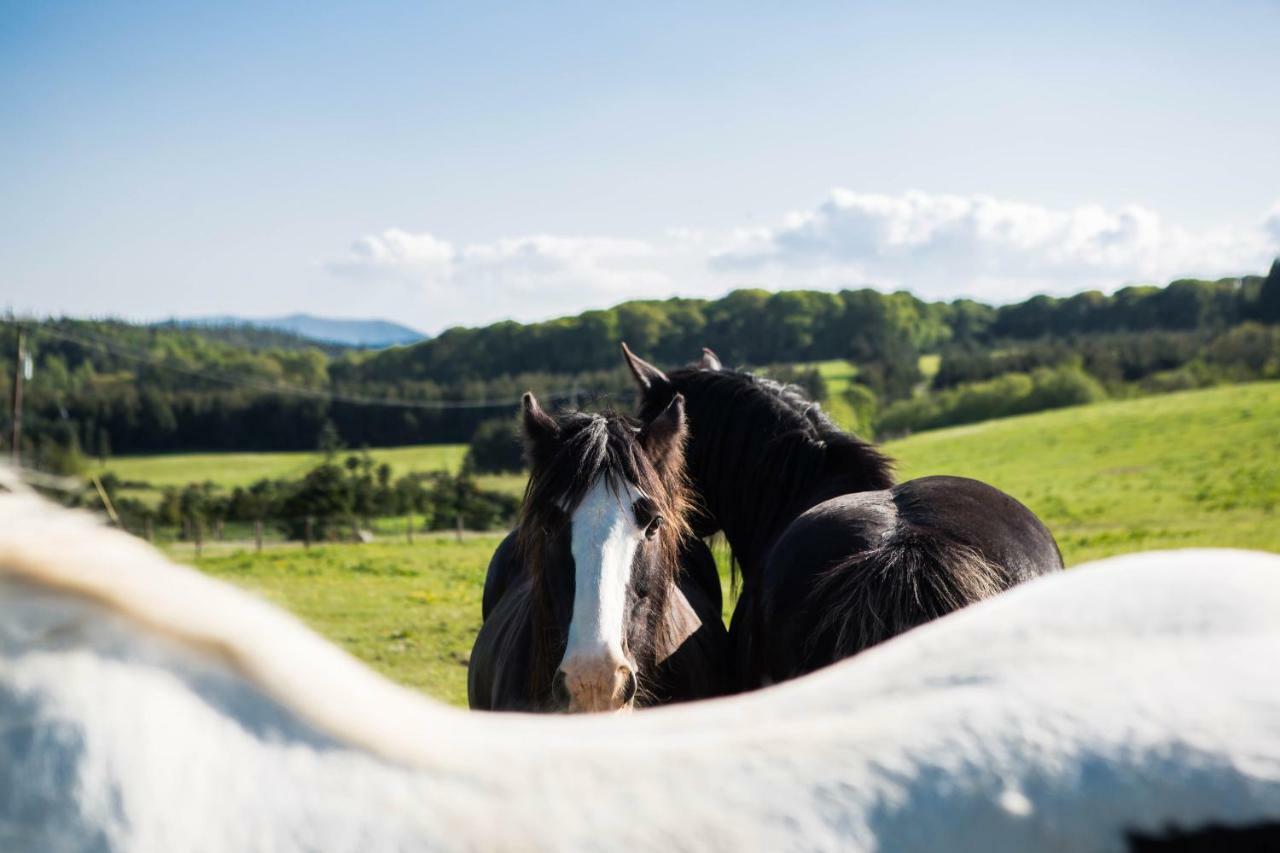 Clissmann Horse Caravans Glamping Rathdrum Luaran gambar